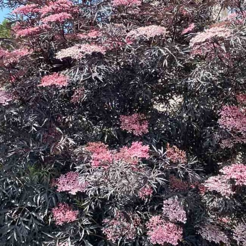 Sambucus nigra Black Beauty | ScotPlants Direct